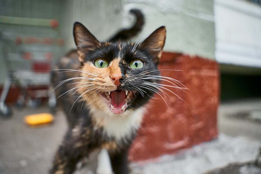 A striped cat hisses angrily at the camera