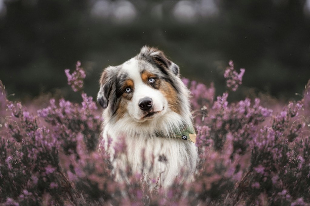 australian shepherd in a field of flowers