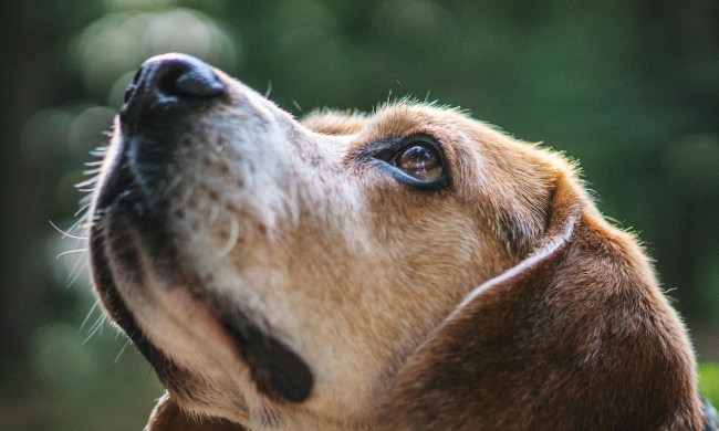 A close-up of a beagle