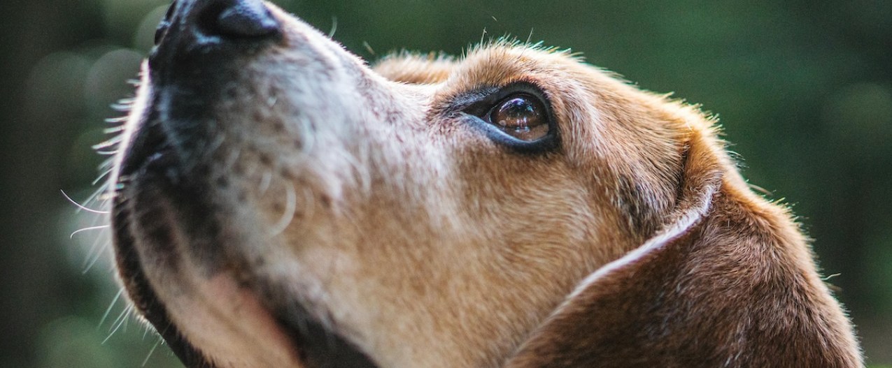 A close-up of a beagle