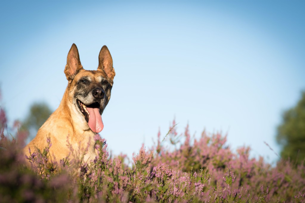 A Belgian Shepherd sits in a field of flowers