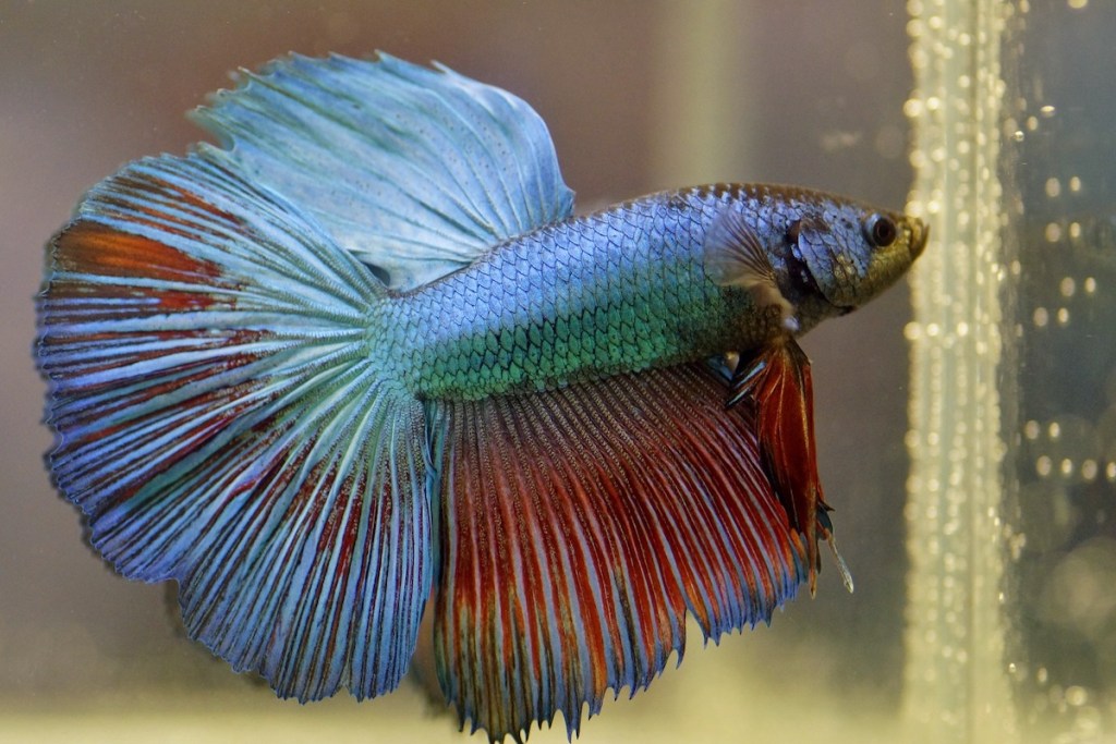 Red and blue betta in aquarium