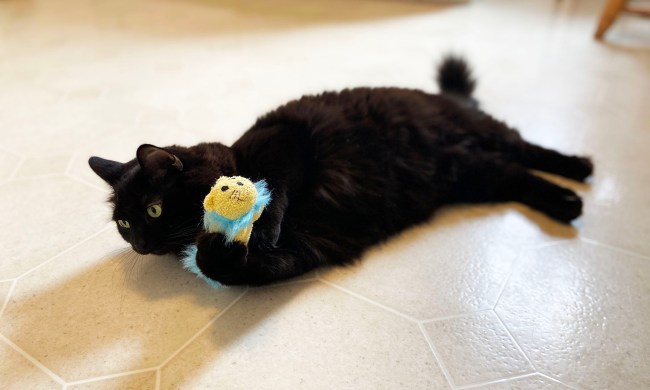 cat toy petmate review black spooky playing with lion