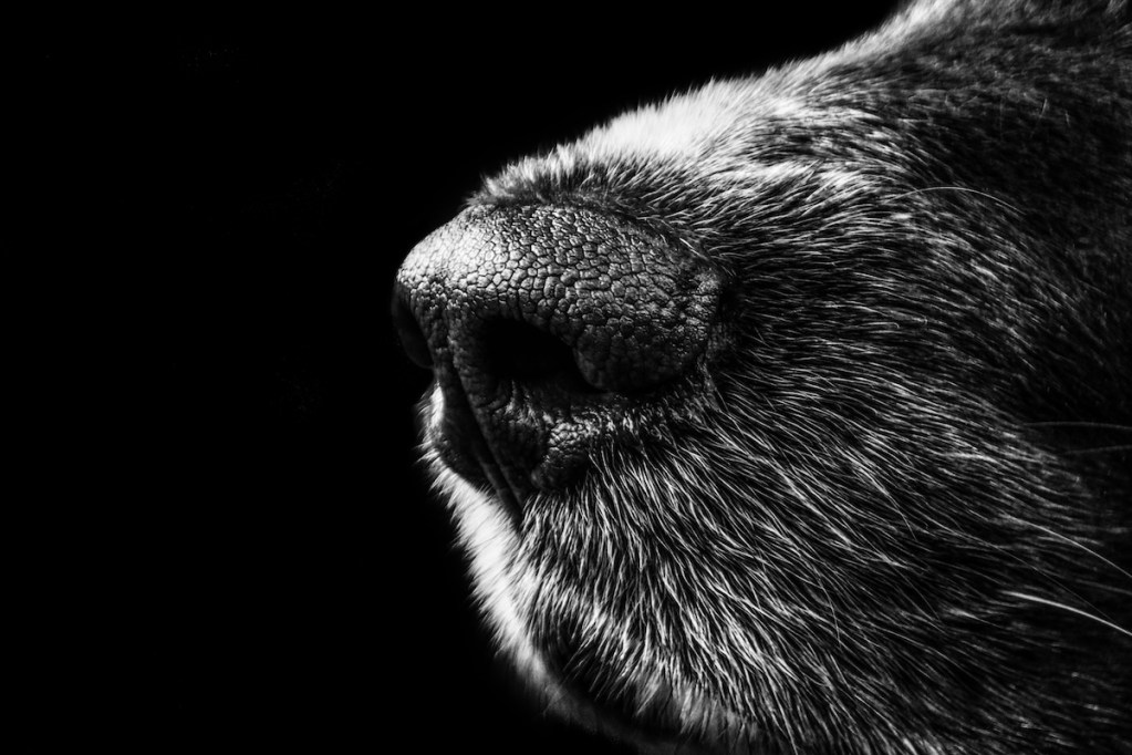 grayscale of dog nose