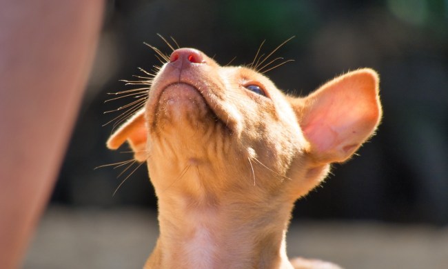 A brown puppy looks up, with sunlight shining on their whiskers