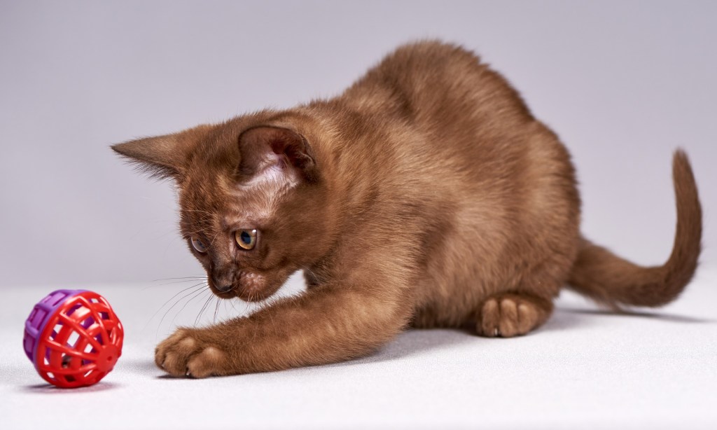 Burmese playing with a bell toy