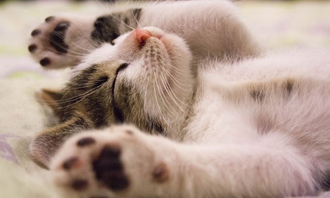 Small cat sleeping on her back