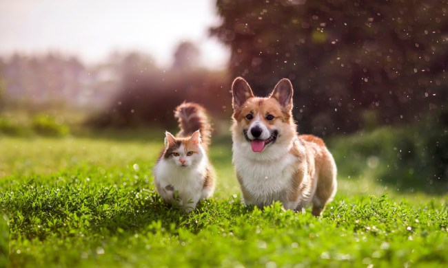 A corgi and a cat stand in the grass