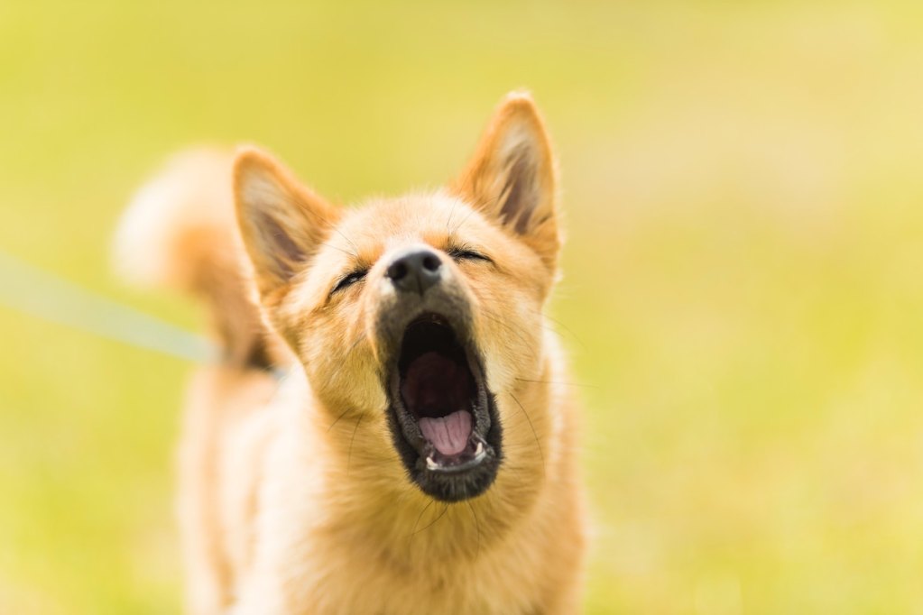 A dog barks in front of a yellow background