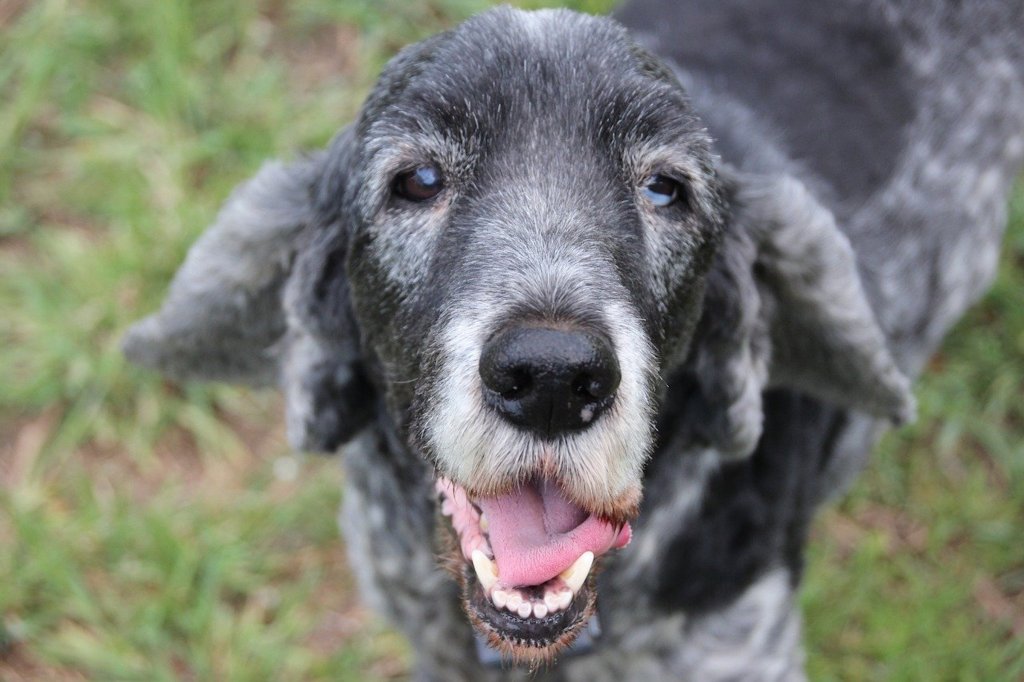 A gray-faced, old cocker spaniel smiles at the camera