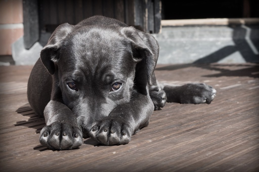 Dog lies on a deck staring up