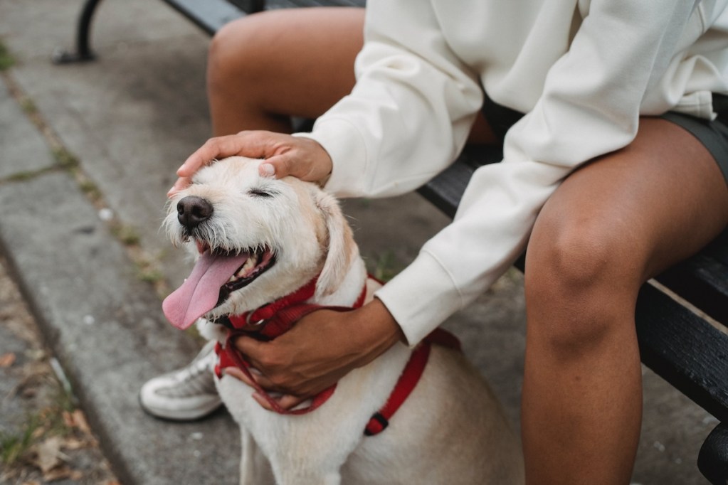 A woman sits on a park bench and pets her dog