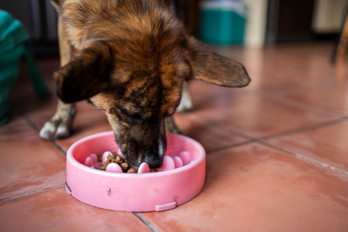 best dog slow feeder bowl