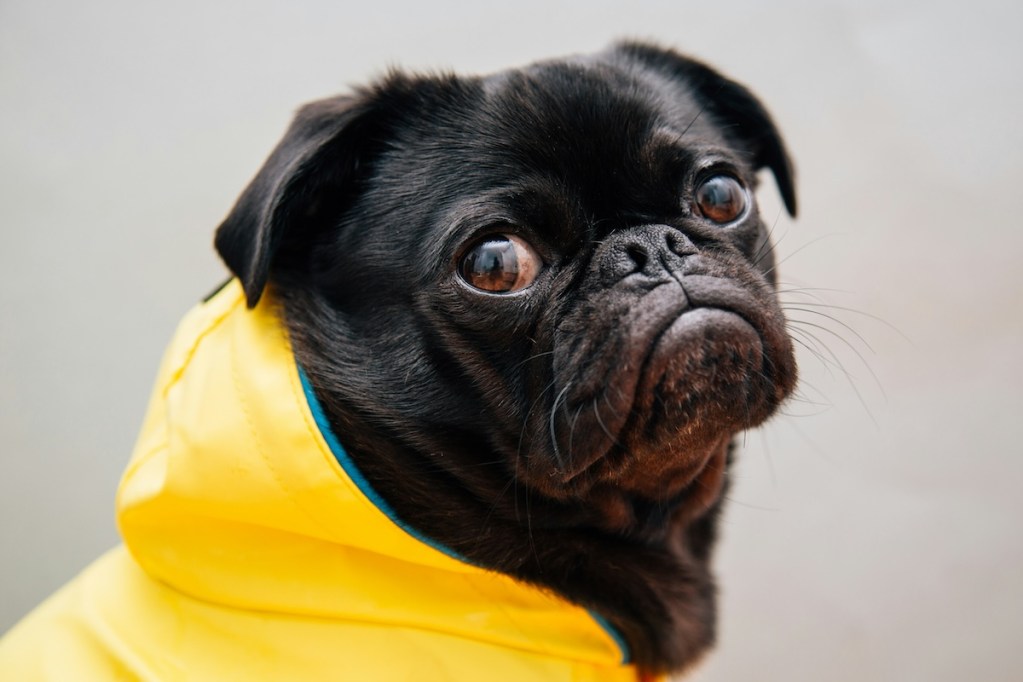 Dog wears a yellow sweater and looks at the camera