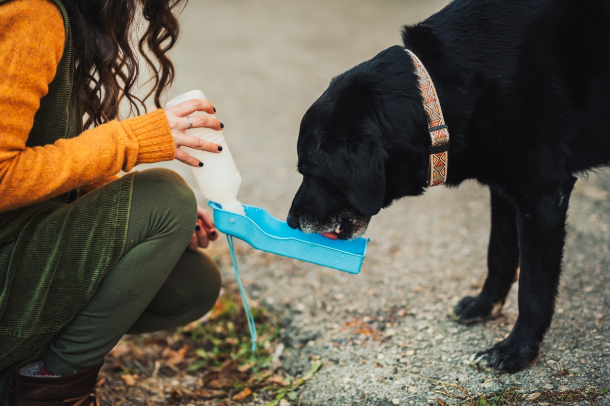 best dog water bottle