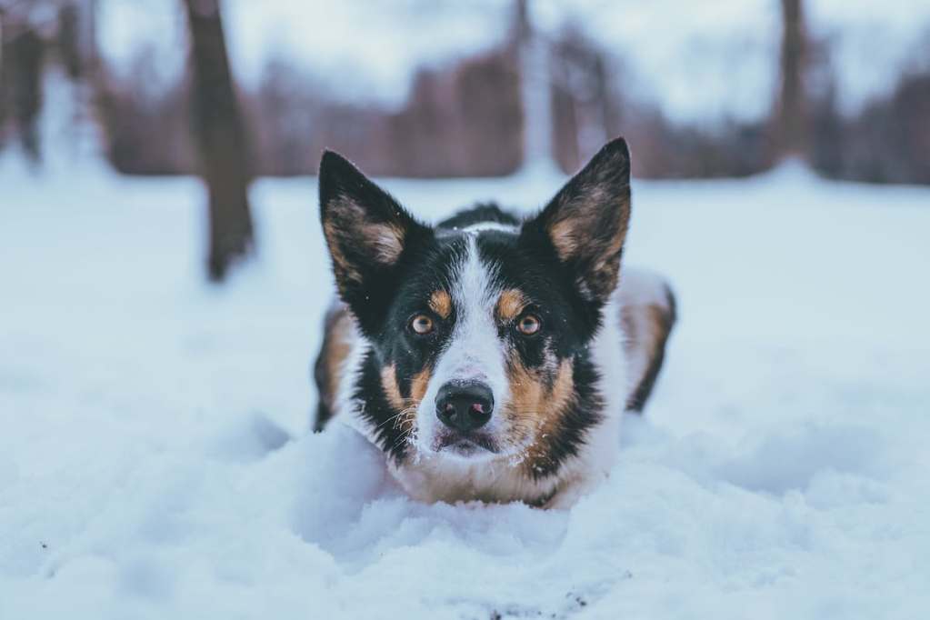 dog in a snow mound