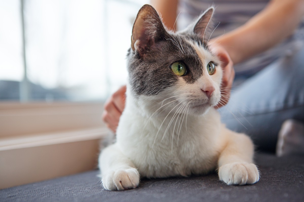 Hand petting cat