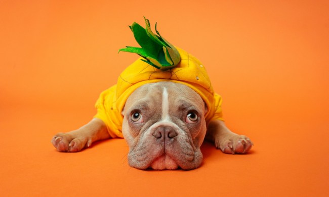 A French bulldog wearing a pineapple onesie