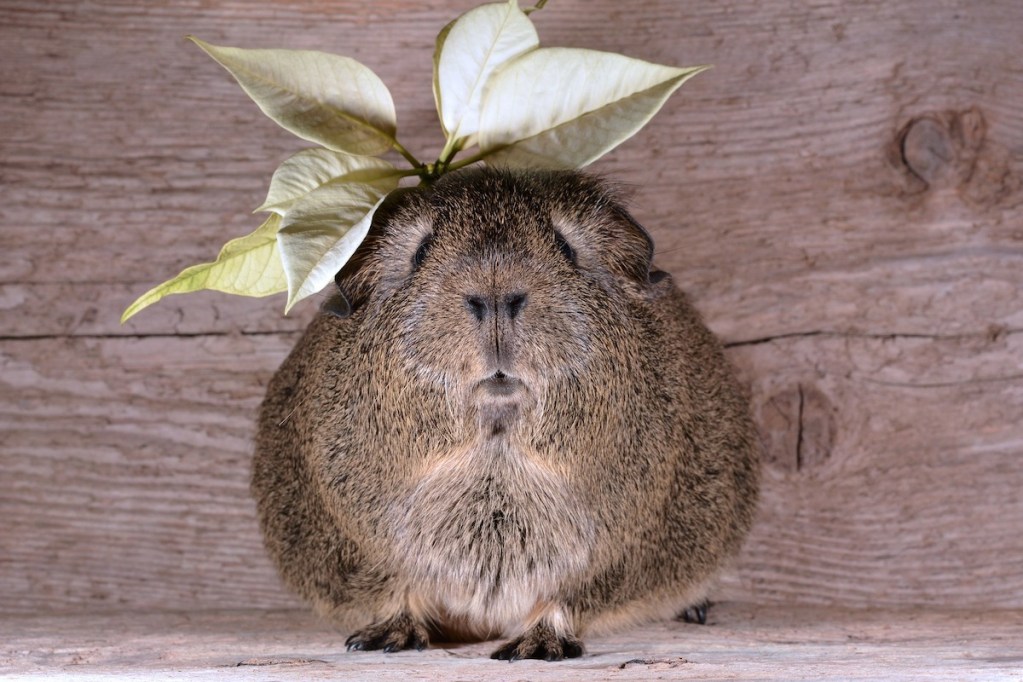 Guinea pig with plants above his head