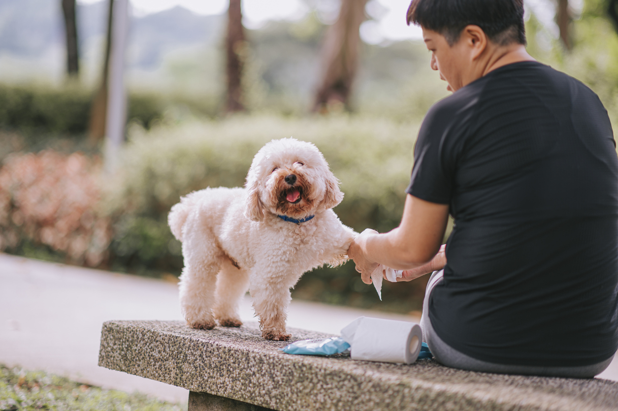 cleaning dog feet with dog wipes