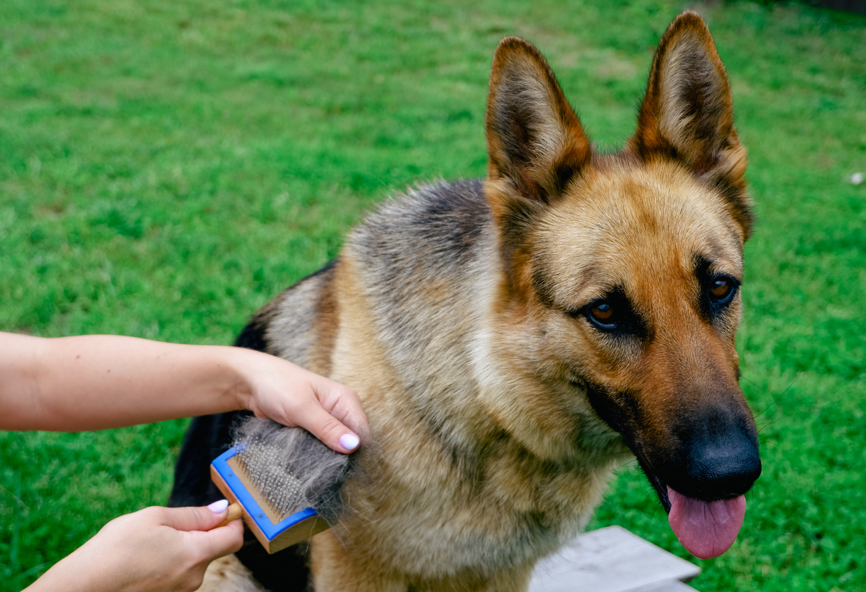 combing German shepherd's hair using brush