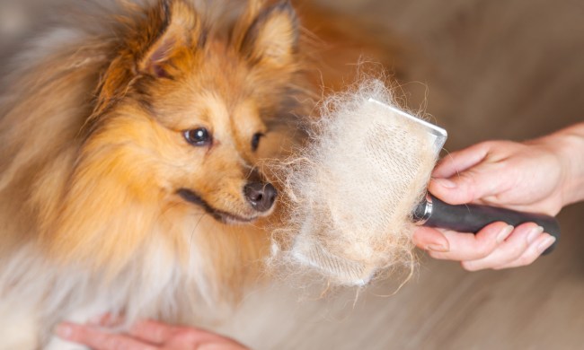 using dog brush for shedding