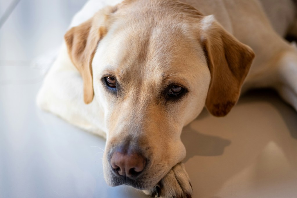 a large dog lying down