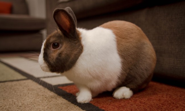 Multicolored rabbit on carpet