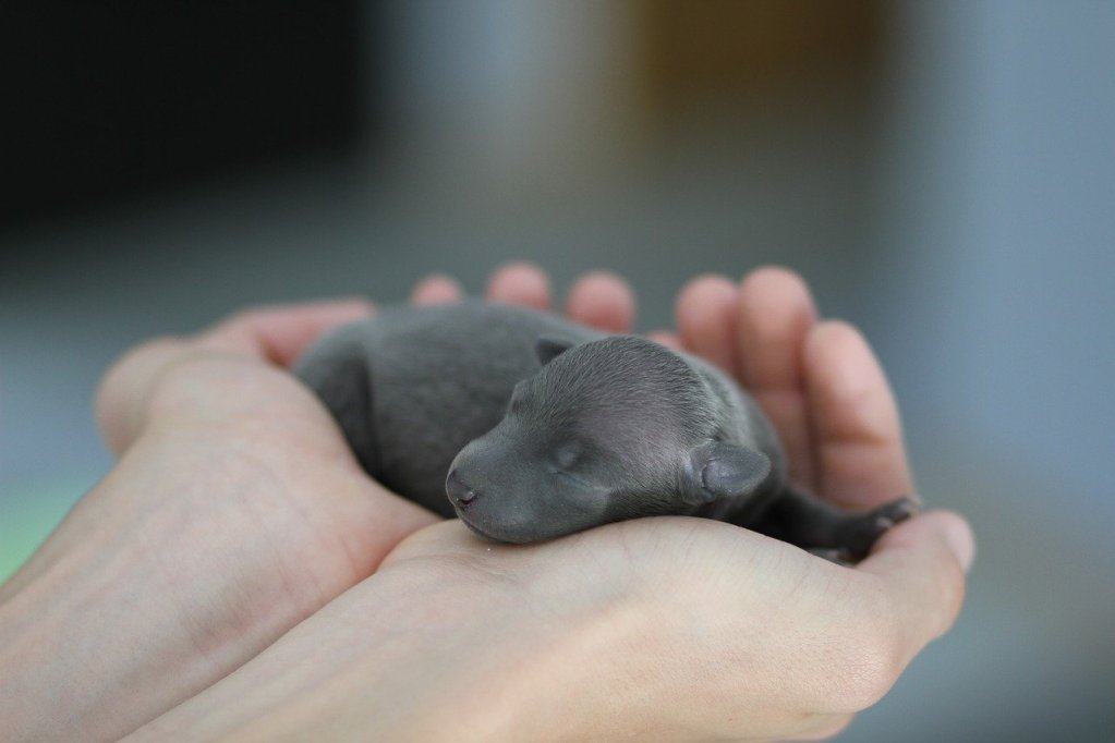 A person holds a newborn Italian Greyhound puppy in their hands.