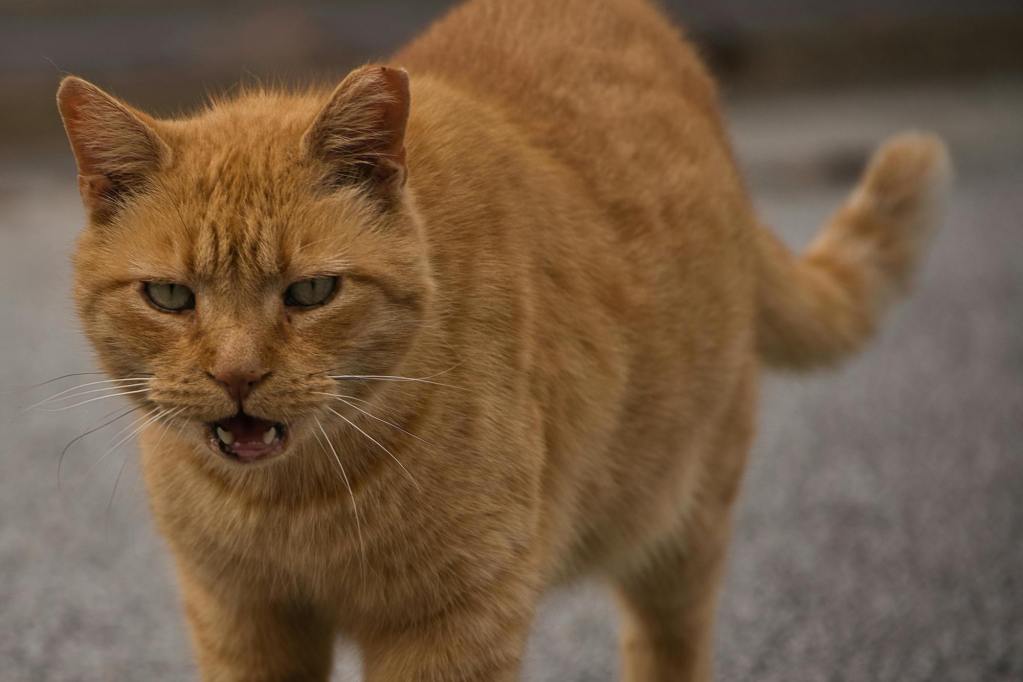 An old orange cat meowing