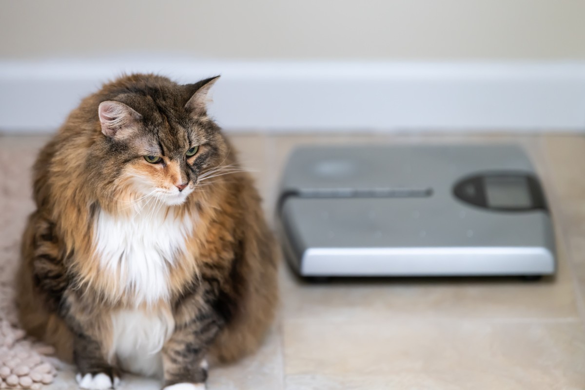 best pet scale