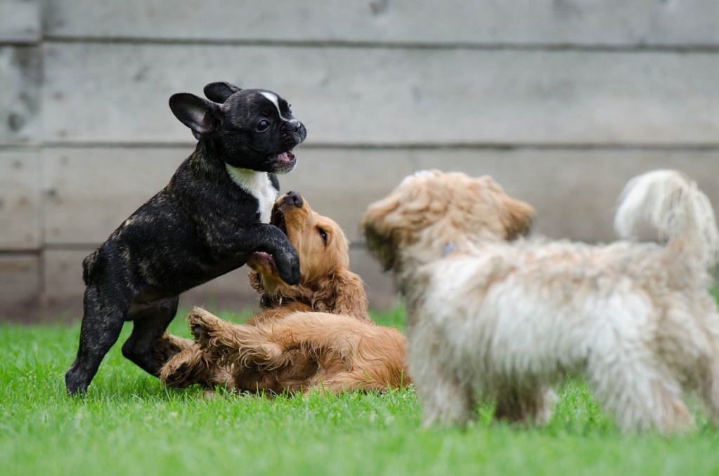 Three puppies play in a grassy park