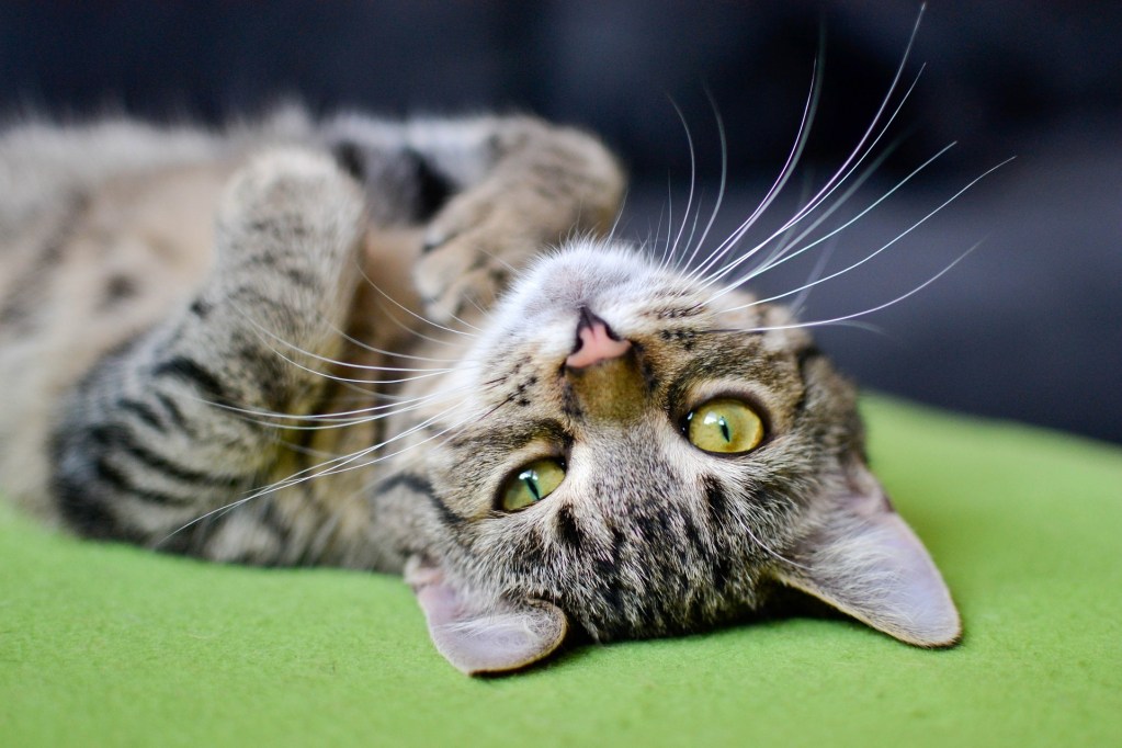 Relaxed cat sleeping on its back on a couch