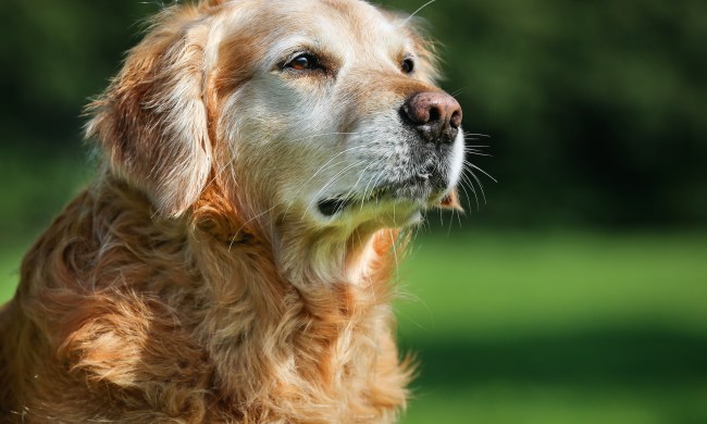 An elderly golden retriever stands outside in the sunshine