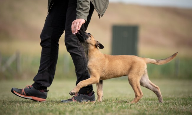 Puppy learning to heel