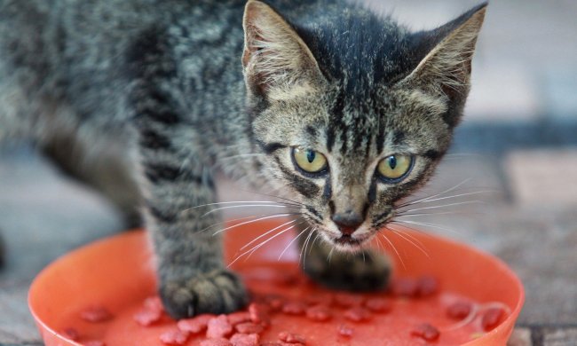 A tabby kitten standing in a bowl of kibble