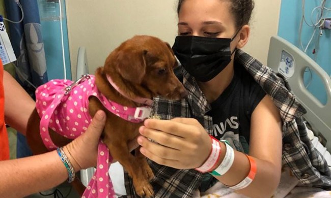 Therapy dog visits hospital patient