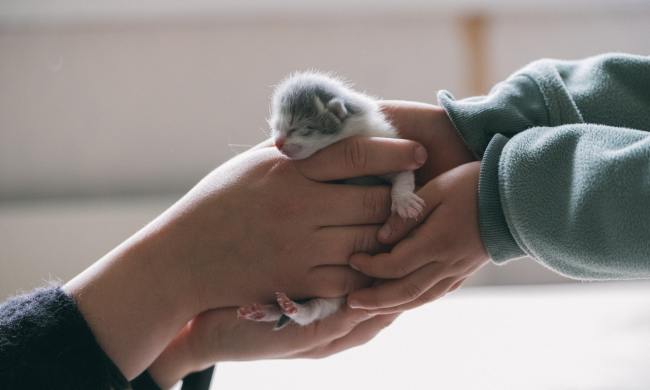 Two people holding a tiny gray and white kitten whose eyes haven't opened yet