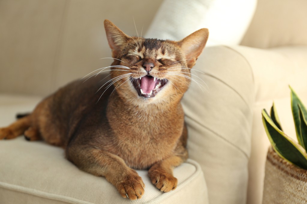 Cat sits on a couch meowing